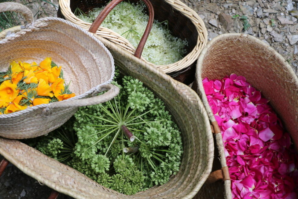 Image 0 : MARCHÉ AUX PLANTS