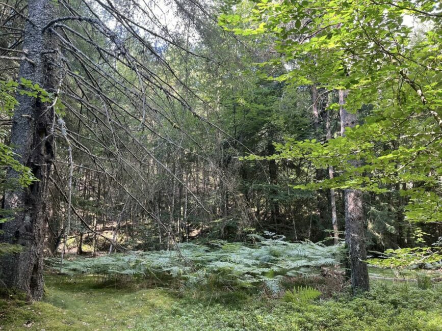 Image 0 : PRINTEMPS DES SENS - SÉJOUR OUÏE ET TOUCHER