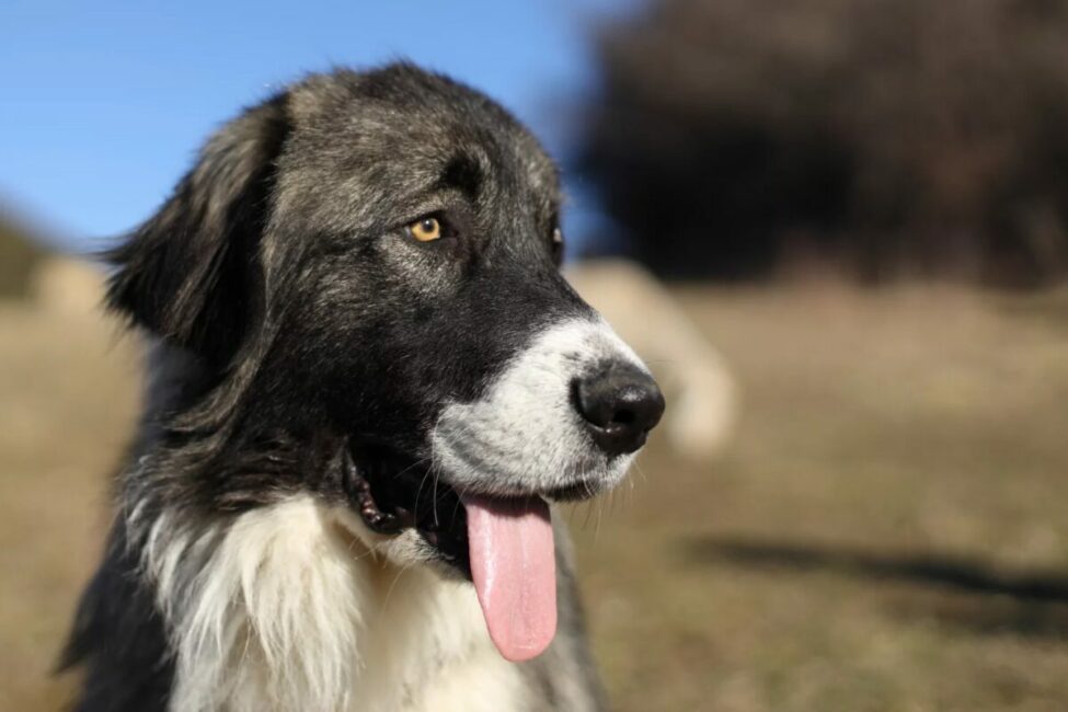 Image 0 : PROJECTION - ÉCHANGE SUR LES CHIENS DE PROTECTION