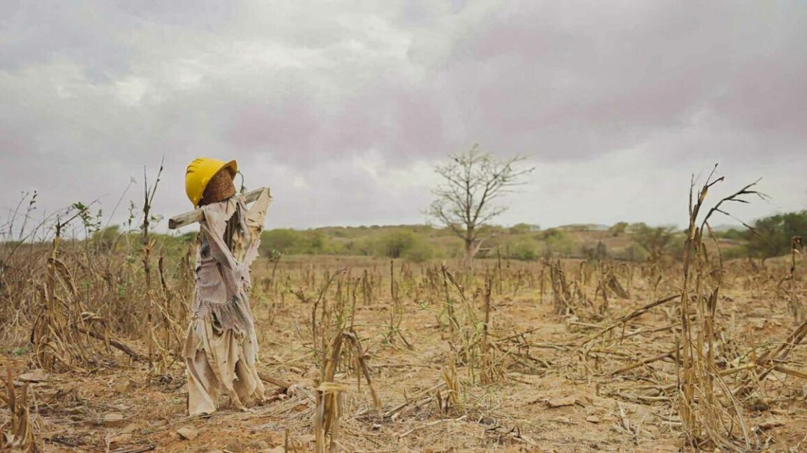 Image 0 : PROJECTION : “CULTIVER LA PLUIE”