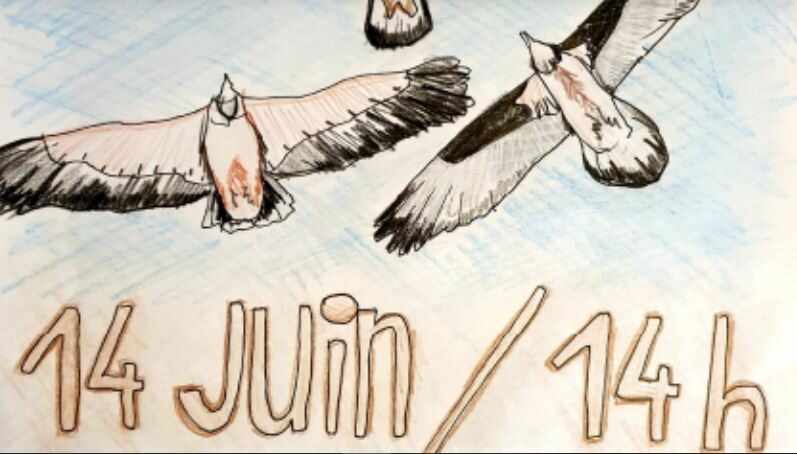 Image 0 : RAPACES A SAINT MARTIN DE LANSUSCLE