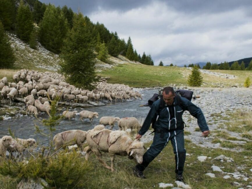 Image 0 : RENCONTRES DU PASTORALISME - DOCUMENTAIRE "BERGERS DU FUTUR"