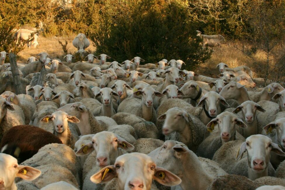 Image 0 : RENCONTRES DU PASTORALISME - VISITE DE FERME