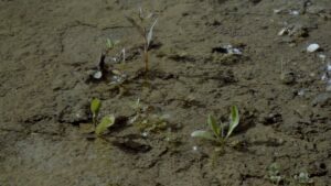 Image 0 : RENCONTRES TERRA NOSTRA : ICI BRAZZA - CHRONIQUE D'UN TERRAIN VAGUE