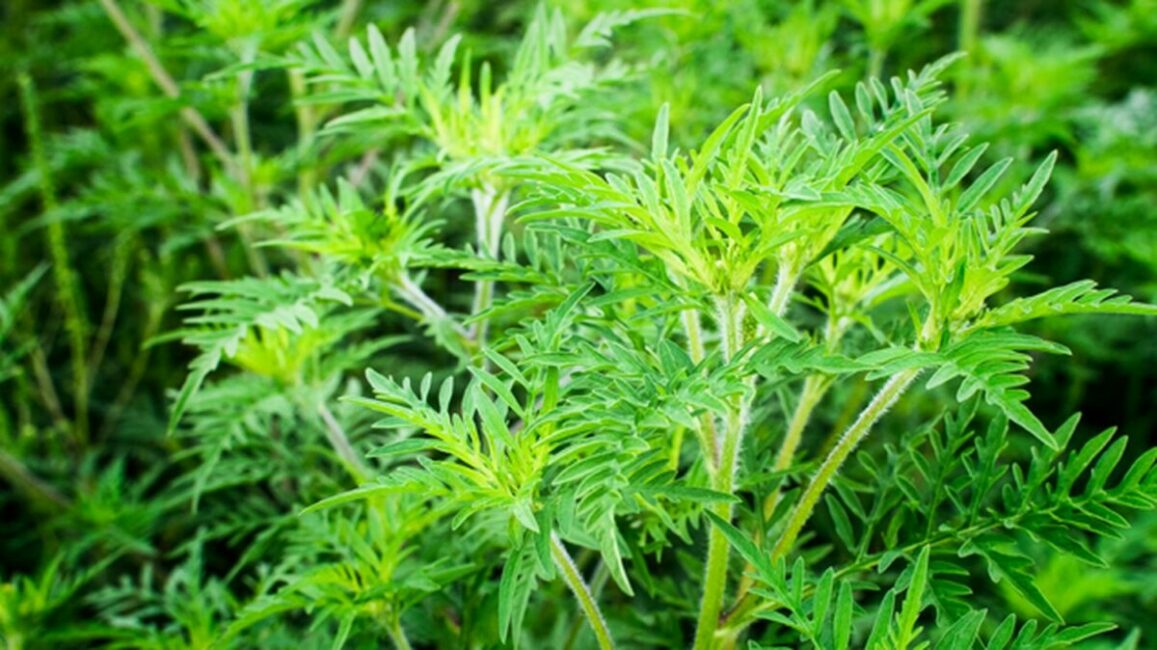 Image 0 : RÉUNION : LES AMBROISIES - PLANTES EXOTIQUES ENVAHISSANTES