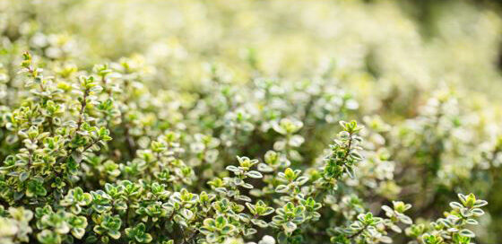 Image 0 : SORTIE BOTANIQUE