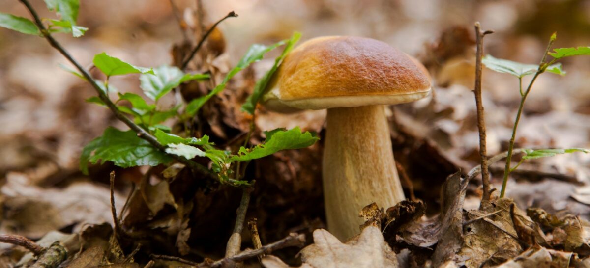 Image 0 : SORTIE CHAMPIGNONS