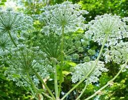 Image 0 : SORTIE CUEILLETTE DE PLANTES MÉDICINALES ET COMESTIBLES