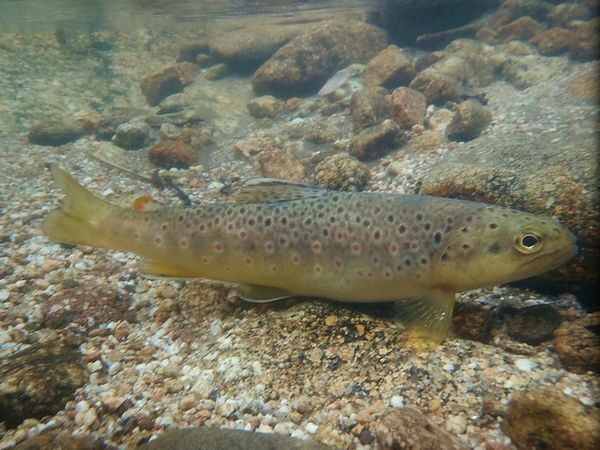 Image 0 : SORTIE OBSERVATION DES POISSONS