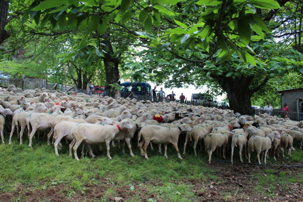 Image 0 : TOTAL FESTUM - FÊTE DE LA TRANSHUMANCE