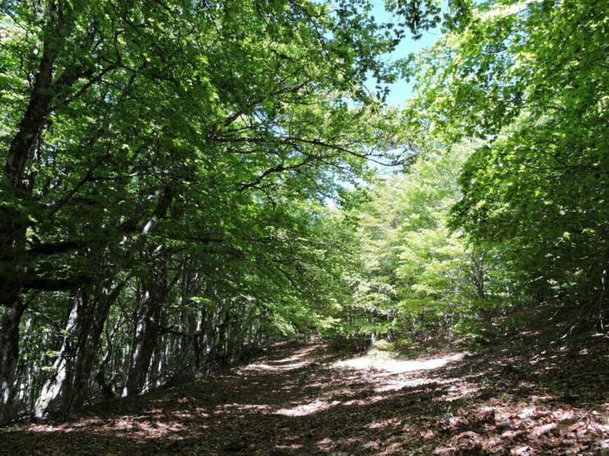 Image 0 : UN ÉTÉ AVEC LE PARC : AVENTURE NATURALISTE EN FORÊT