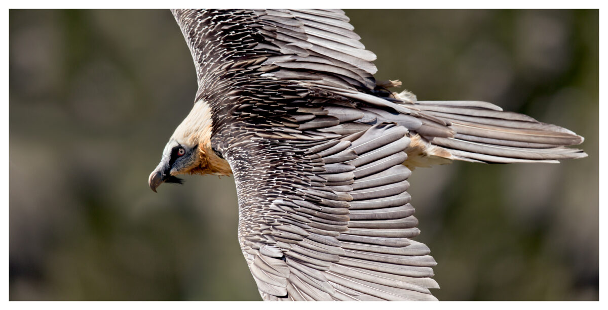 Image 0 : UN ÉTÉ AVEC LE PARC : EN QUÊTE DE RAPACES