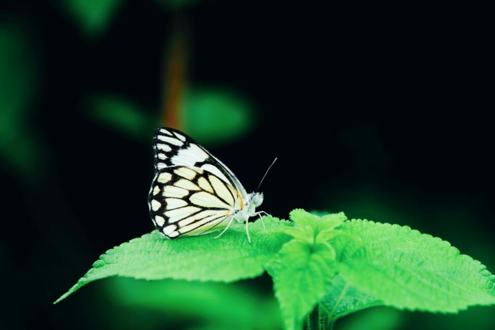 Image 0 : UN ÉTÉ AVEC LE PARC :  INVENTORIEZ LA FAUNE AVEC UN NATURALISTE !