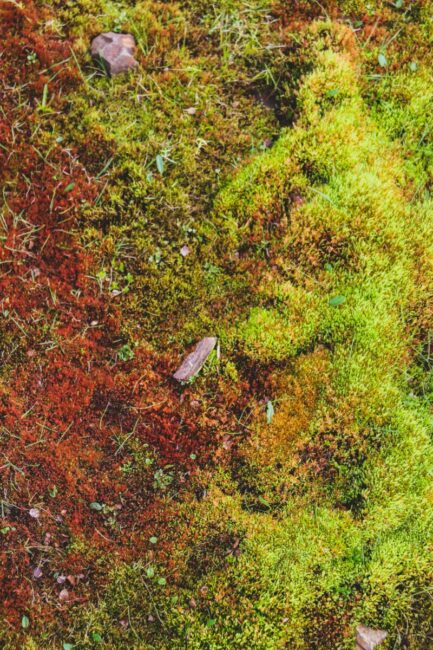 Image 0 : UN ETE AVEC LE PARC : LE MONDE MECONNU DES LICHENS
