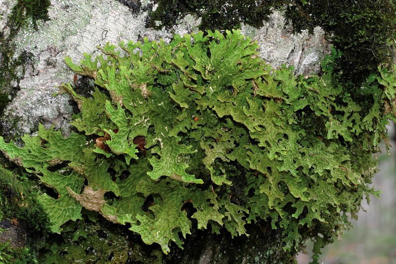 Image 0 : UN ETE AVEC LE PARC : LE MONDE MECONNU DES LICHENS