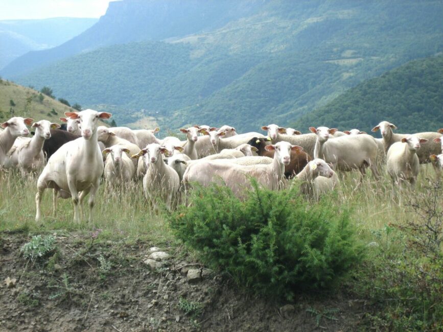 Image 0 : UN ÉTÉ AVEC LE PARC : PAYSAGES D’ÉLEVAGE ET MÉTIER DE BERGER