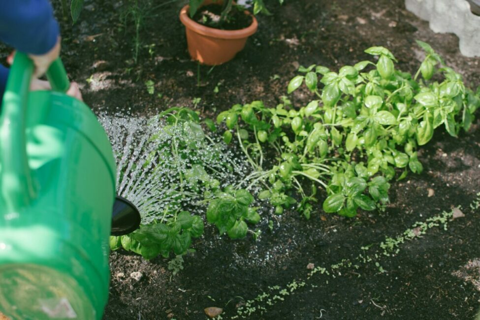 Image 0 : VISITE D'UN JARDIN