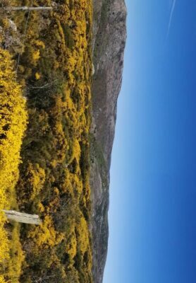 Image 4 : GÎTES DU MAZEL : LE SORBIER