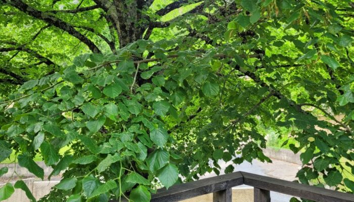 Image 3 : LES GÎTES DE LA RIVIÈRE D'ARGENT : GÎTE LA SOURCE