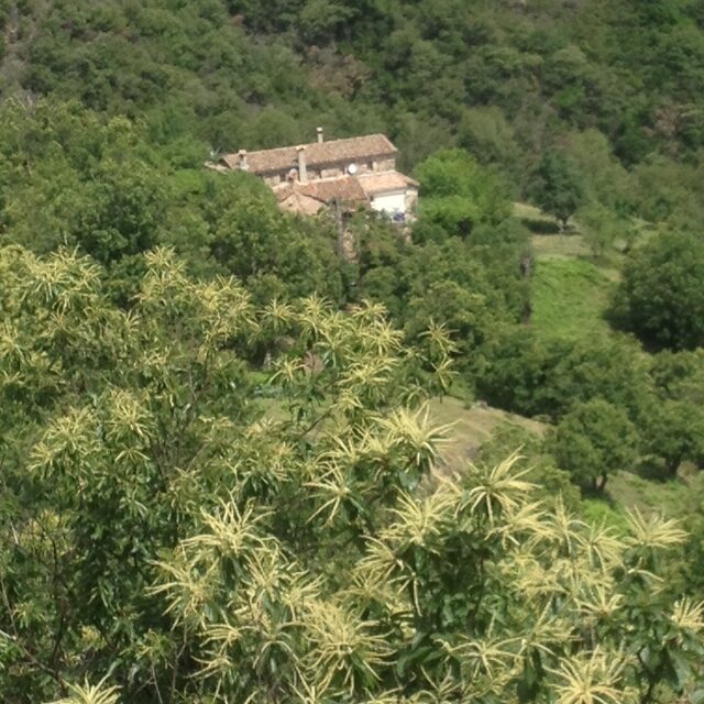 Image 4 : MAS DE LA TAILLADE
