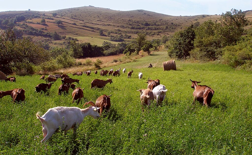 Image 2 : LA FERME DES CEVENNES
