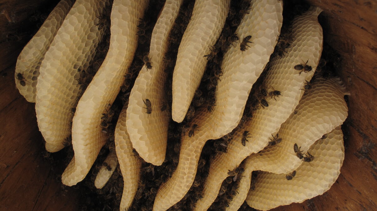 Image 1 : LES RUCHERS TRONCS DE LA VALLÉE DE L'ABEILLE NOIRE