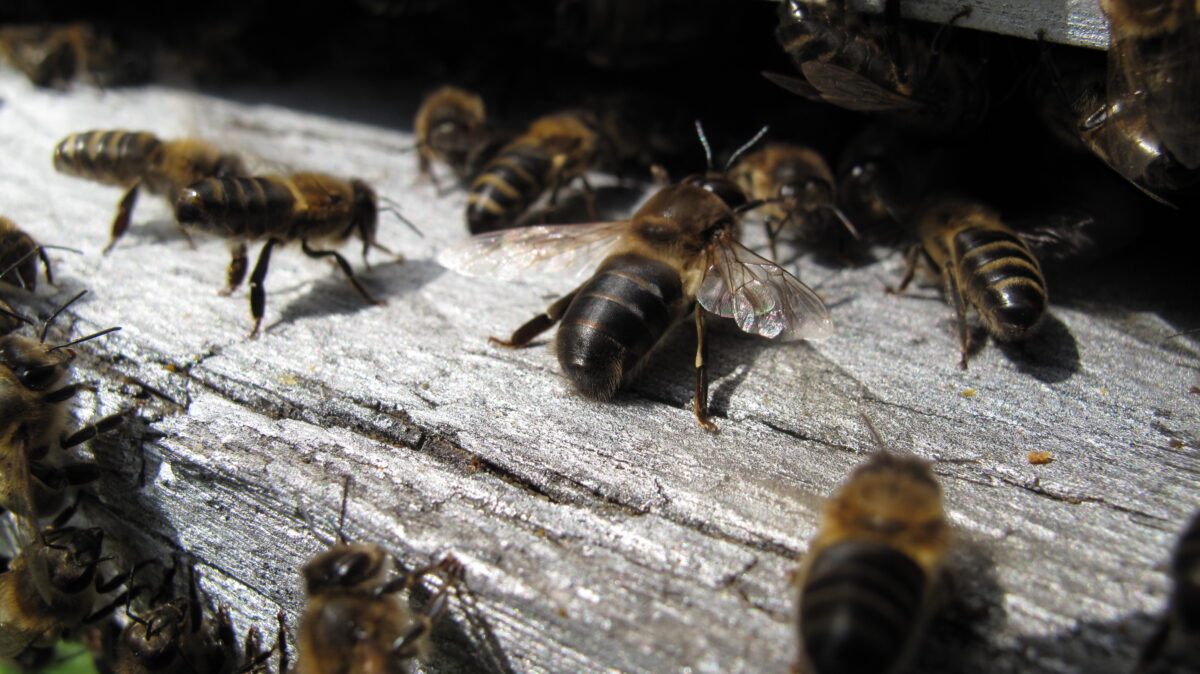 Image 3 : LES RUCHERS TRONCS DE LA VALLÉE DE L'ABEILLE NOIRE
