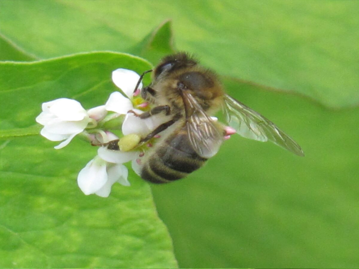 Image 1 : L'ARBRE AUX ABEILLES