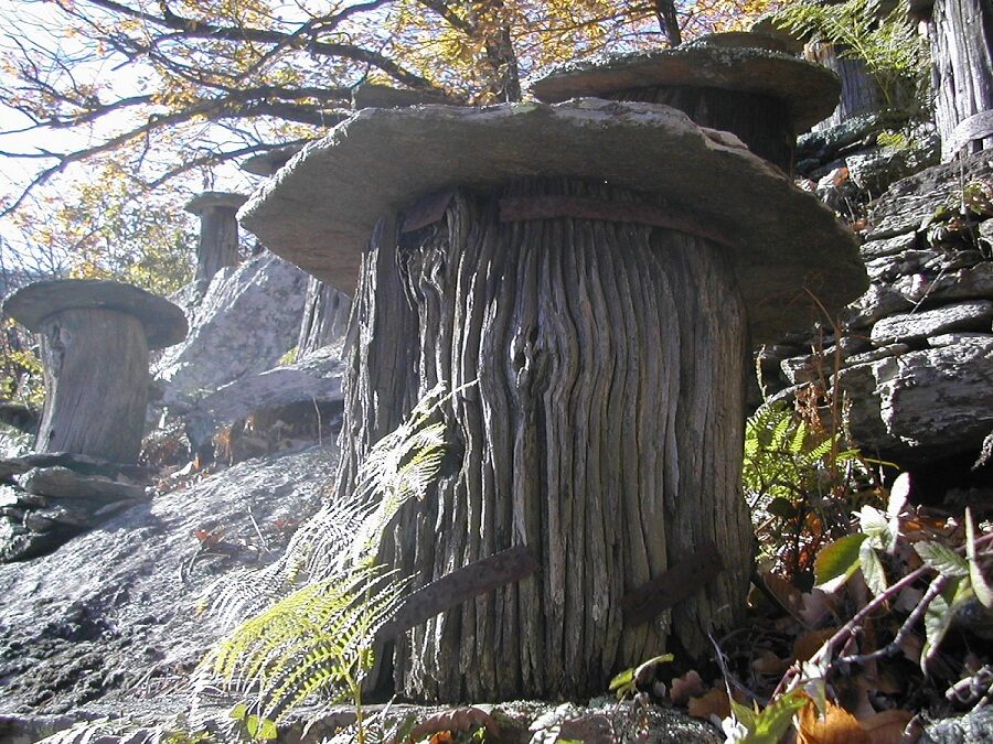 Image 2 : L'ARBRE AUX ABEILLES