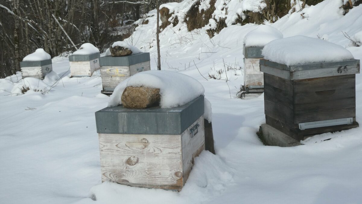 Image 4 : L'ARBRE AUX ABEILLES