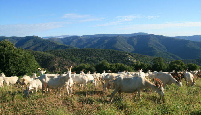 Image 0 : GAEC LA FALGUIERE