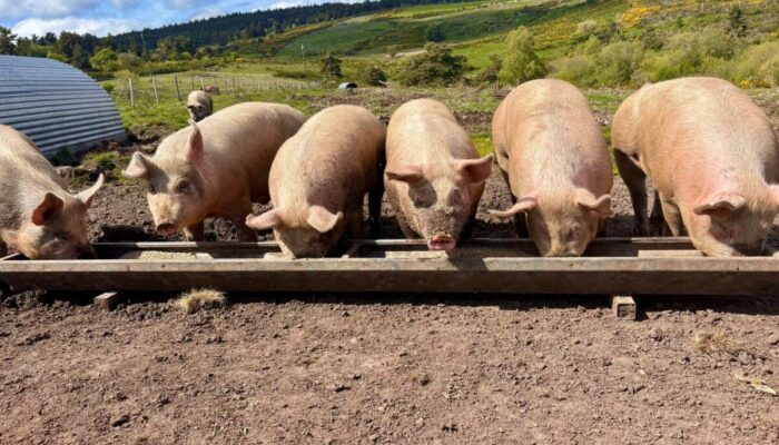 Image 0 : LA FERME DE COCAGNE