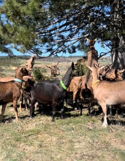 Image 0 : LA FERME DE COCAGNE