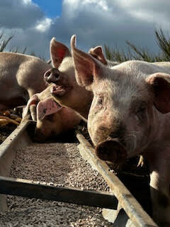 Image 1 : LA FERME DE COCAGNE