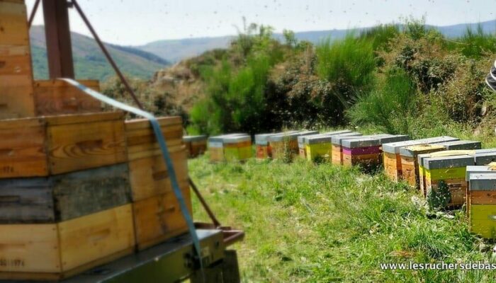 Image 0 : LES RUCHERS DE BASTIEN