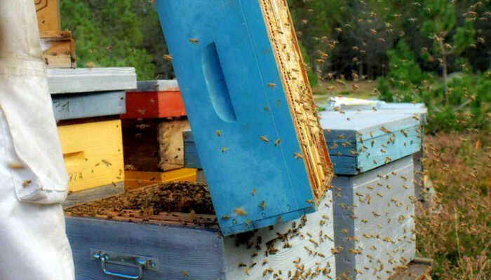 Image 1 : LES RUCHERS DE BASTIEN