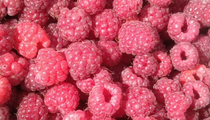 Image 1 : LOU MAS DEL MIECH