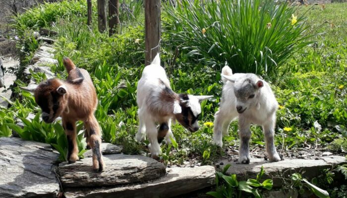 Image 4 : LOU MAS DEL MIECH