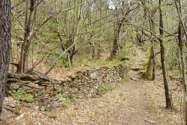 Image 1 : SENTIER DE TIGNAC, BALADE ENTRE CHÂTAIGNIERS ET PINS