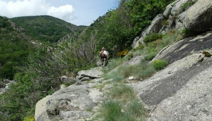 Image 0 : Tourrières