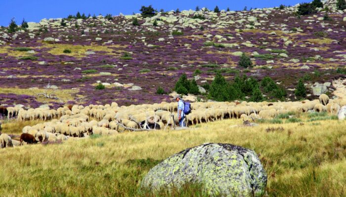 Image 0 : Séjour Mont Lozère - Cévennes des paysages et des hommes