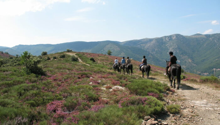 Image 0 : Trois jours à cheval sur le Mont Lozère